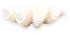 giant clam shell